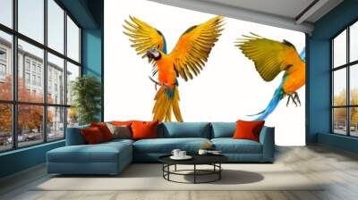 Set of macaw parrot isolated on white background Wall mural