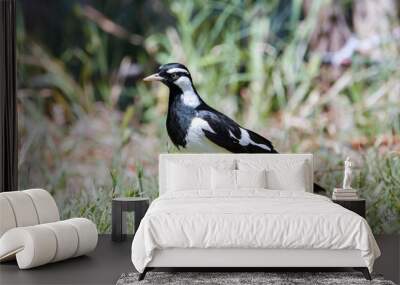 Australian peewee, magpie lark bird also known as mudlark, feeding on a worm in its beak Wall mural