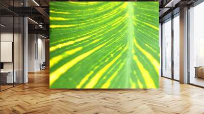 East African palm trees and botanical leaves, abstract green background Wall mural