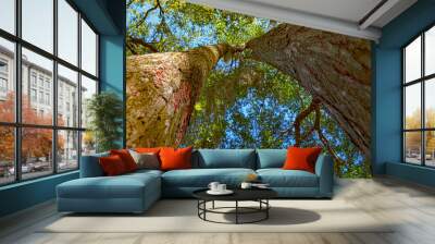 HDR Tree trunk Vertical perspective 2 Wall mural