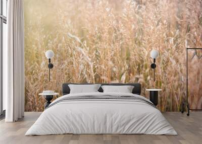 golden grass field in summer Wall mural