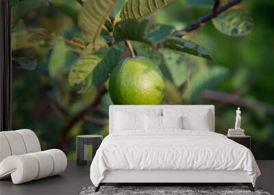 Guava Tree in Garden Wall mural