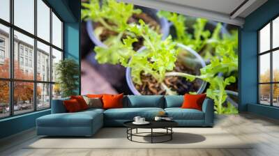 Thai Organic green lettuce vegetable plant in Garden farm for agriculture concept. Wall mural