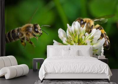 Macroshot of a bee collecting pollen of a clover flower Wall mural