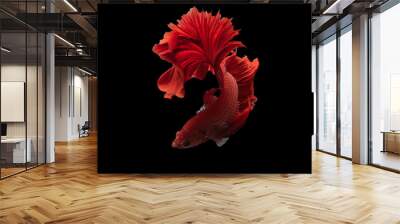 Exotic rhythmic motion movement luxury beautiful half moon long tail Betta,Siamese fighting fish Betta splendens, aggressive,Thai aquatic national animals, popular fish isolated on black Wall mural