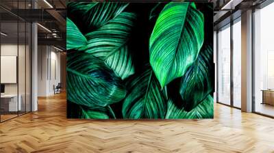 leaves of Spathiphyllum cannifolium, abstract green texture, nature background, tropical leaf Wall mural