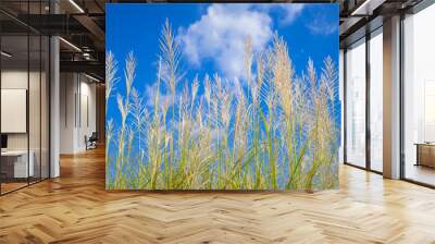 Treetop of young reed going to blooming on blue sky in sunny day Wall mural