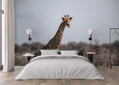 giraffe in the savannah Wall mural