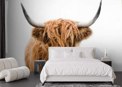 highland cow  Wall mural