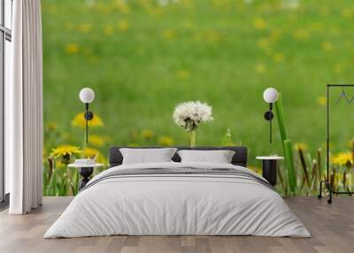 dandelions in the grass Wall mural