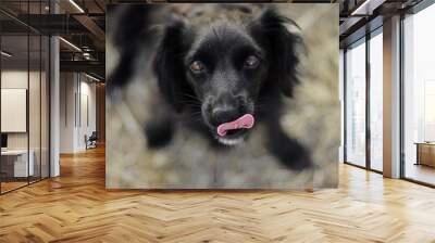 portrait of a dog Wall mural