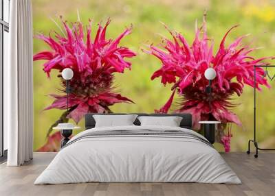 Two Pink Bee Balm Blooms  Wall mural