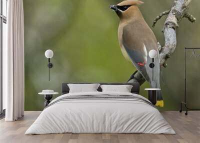 bird vedar waxwing avain nature wildlife wild animal birding ohio  Wall mural