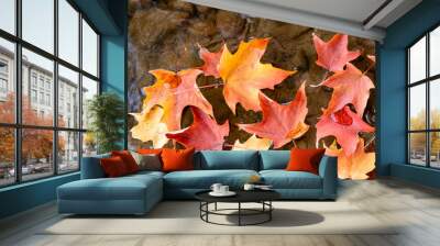 Fall color leaves float down river Wall mural