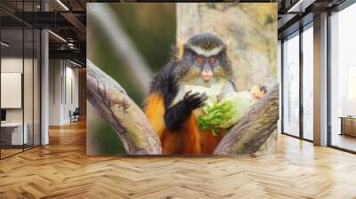 Funny cute Wolf's mona monkey on a tree eating lettuce during the daytime Wall mural