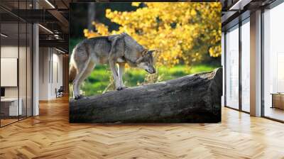 Loup gris Wall mural