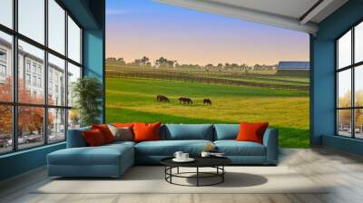 Thoroughbred Horses Grazing at Sunset Wall mural