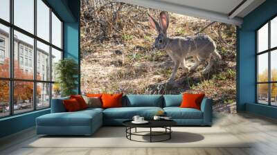 Wild Jack Rabbit Grazing the Fields in Joshua Tree National Park (California) Wall mural