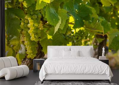 backlit bunches of ripe Sauvignon Blanc grapes on vine in vineyard with copy space Wall mural