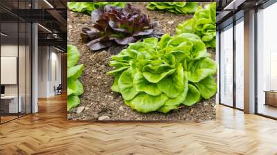 closeup of green and purple loose leaf lettuce growing in vegetable garden Wall mural