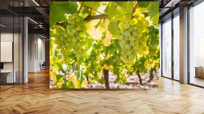 closeup of ripe Sauvignon Blanc grapes hanging on vine in vineyard at harvest time Wall mural