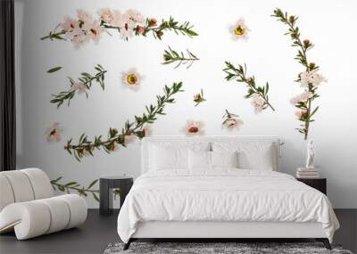 closeup of white manuka tree flowers and twigs arranged on white background Wall mural