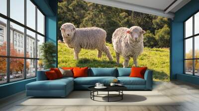 two curious merino sheep grazing on fresh grass Wall mural