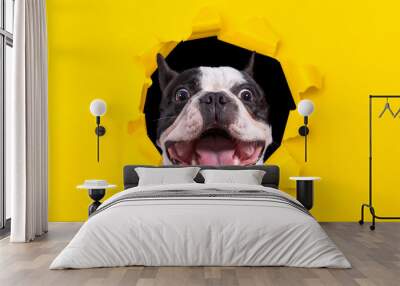 Funny french bulldog looking from the hole of yellow box Wall mural