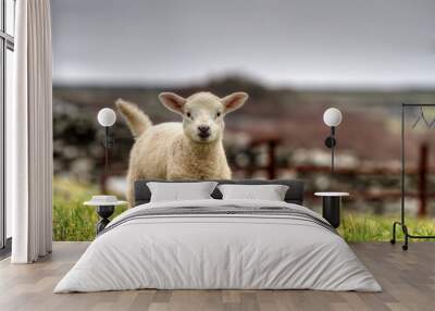 Irish lamb running on the grass Wall mural