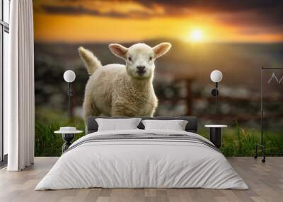 Lamb running on the field at sunset, Ireland. Wall mural