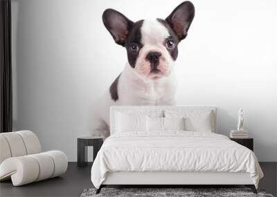 White and black french bulldog puppy over white background Wall mural