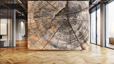 Cross section of tree trunk., close-up wooden cut texture. Wall mural