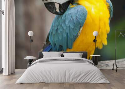 Macaw / macaw blue yellow green white Wall mural