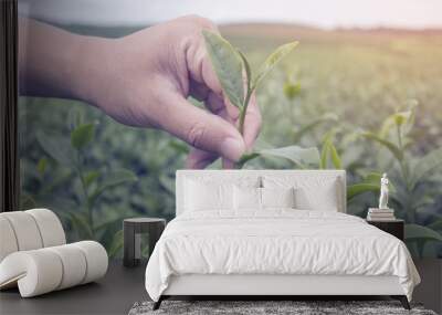 Close up of Asian man hand picking the leaves tea at tea plantation, harvesting health product. Wall mural