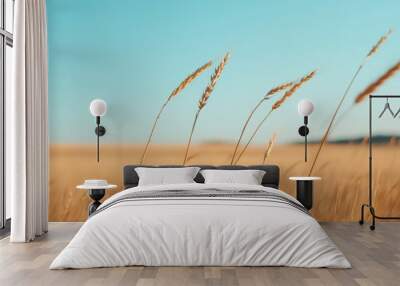 Golden Wheat Field Under Clear Blue Sky Wall mural