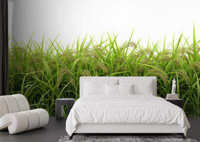 rice field isolated on white background Wall mural