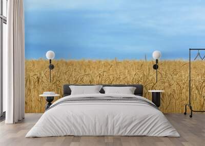 detail of a wheat field in the region of Vega Valdavia, Palencia with the contrast of the blue sky and the yellow cereal Wall mural