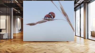 Pair of ladybugs copulating on a blade of oats Wall mural