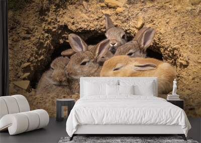 A fluffle of young rabbit kits cuddle outside their burrow (one is Erythristic.). Wall mural