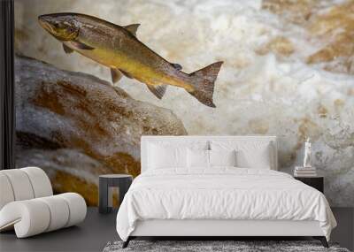 Atlantic Salmon leaping upstream during Salmon Run, UK Wall mural