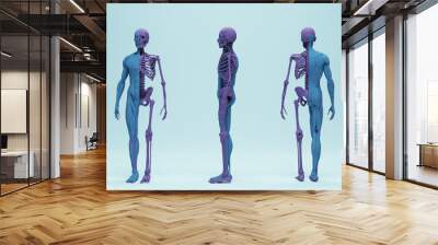 Anatomical male human skeleton muscle ecorche study education medical science 3d illustration render digital rendering Wall mural