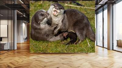 asian short clawed otter, Aonyx cinereus, two otters showing behaviour while play fighting with each other. Wall mural