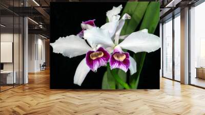 Cattleya (formerly Laelia) purpurata var. russelliana, a Brazilian orchid flowering plant Wall mural