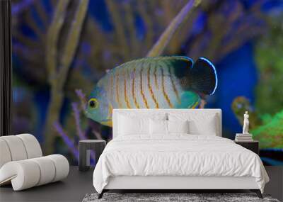 eibli's angelfish, centropyge eibli, swimming in coral Wall mural