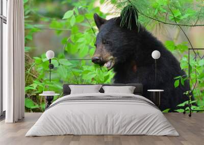 Black Bear Cub eating leaves Wall mural