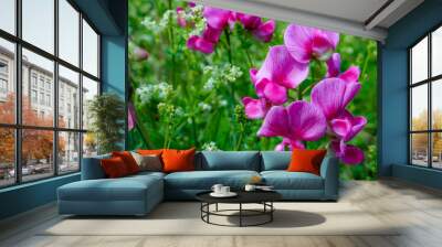 pretty sweet pea flowers growing in summer. small pink wildflowers on riverbank. beautiful floral background  Wall mural