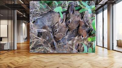 Cute baby bunnies in nest Wall mural