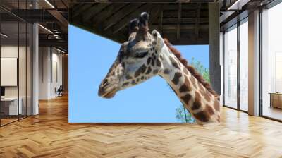 Giraffe head outdoors at zoo Wall mural