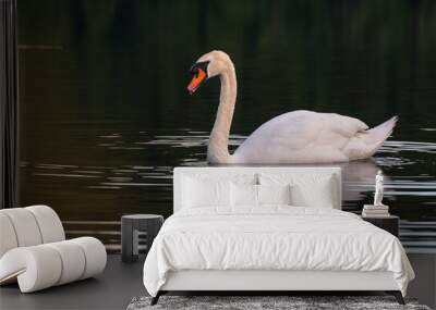 Graceful Swan Wall mural