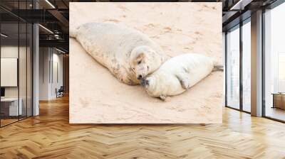 Grey seal pup with mother at Horsey Gap, Norfolk, UK Wall mural